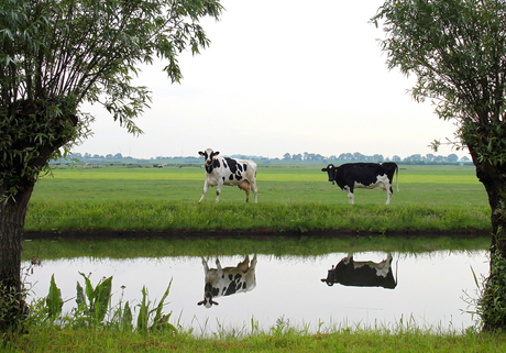 Lekker Hollands