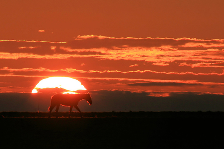 Lonely Horse