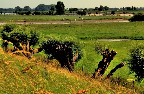 knotwilgen langs de lek