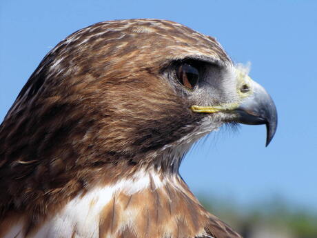 Buizerd