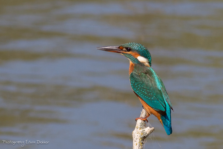 IJsvogel