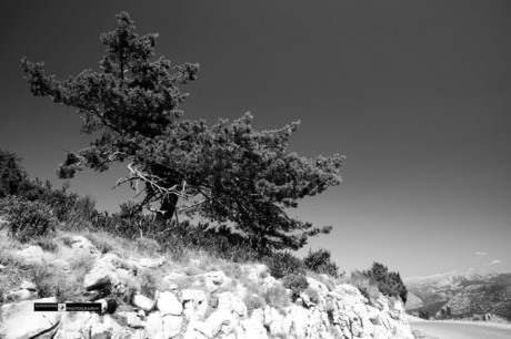 Boom langs Verdon - Provence