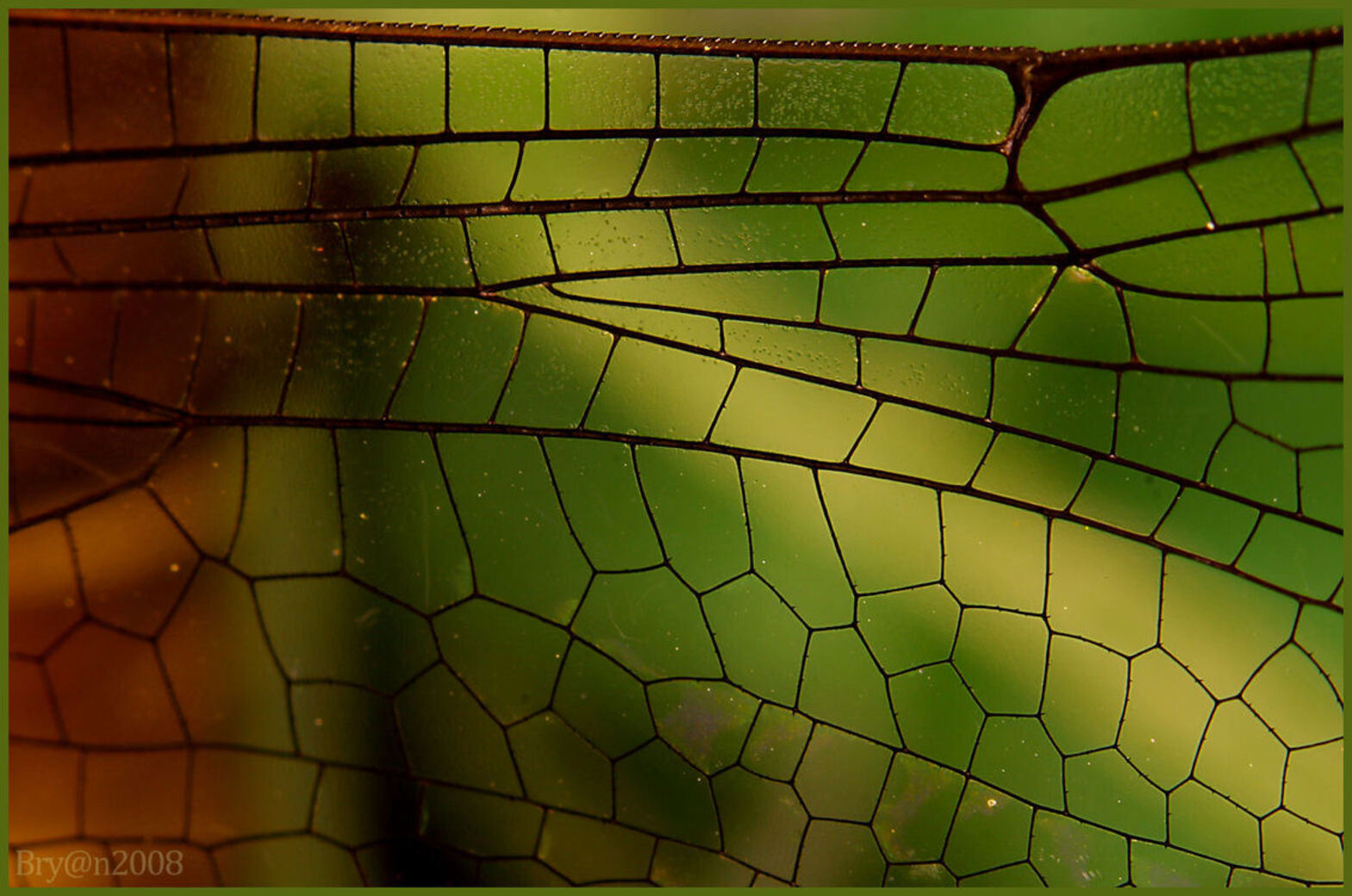 Libel Part 4 - Deze foto is ook gisteren genomen in de tuin. 
Dit is de rechtervleugel van de Libel.

Het lijkt wel een glas in lood raam, Nibbie vond dan ook da - foto door Zeebonkie op 21-07-2008 - deze foto bevat: macro, libel, tussenringen, zeebonkie, ringflitser