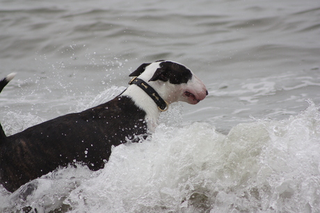 Hond geniet van de verkoeling in de zee