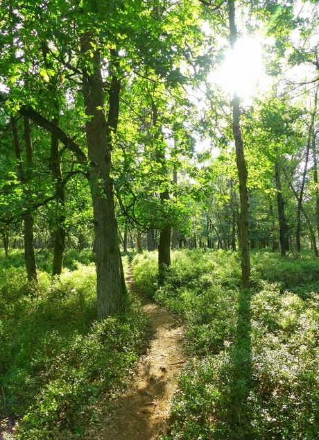 Zonnig paadje