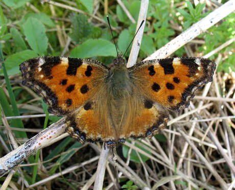 grote vos (Nymphalis polychloros) - kopie