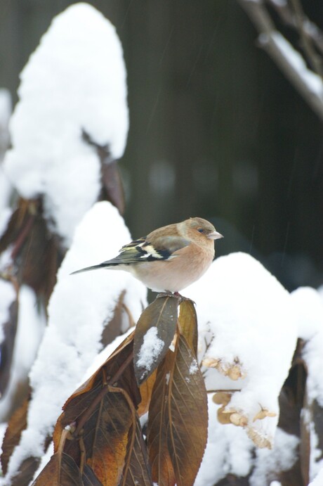Winter - Vogel in de tuin