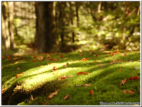 Forces of Nature