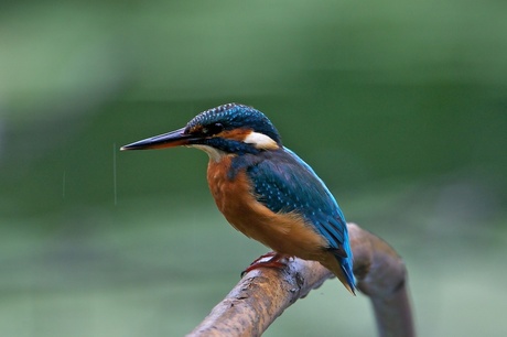 IJsvogel in de regen