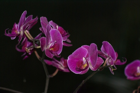 Orchidee