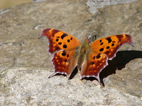 Vlinder in Virginia