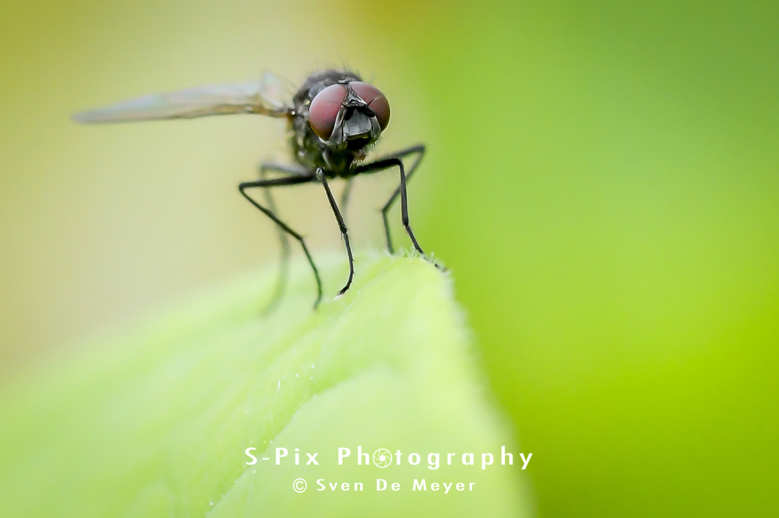 Poging tot macro 7 - - - foto door Svekke84 op 02-06-2018 - deze foto bevat: vlieg