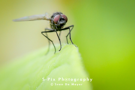 Poging tot macro 7 - - - foto door Svekke84 op 02-06-2018 - deze foto bevat: vlieg