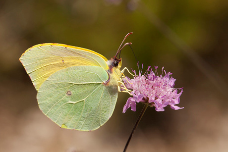 Citroenvlinder