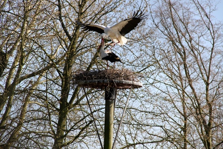 De lente van de ooievaars