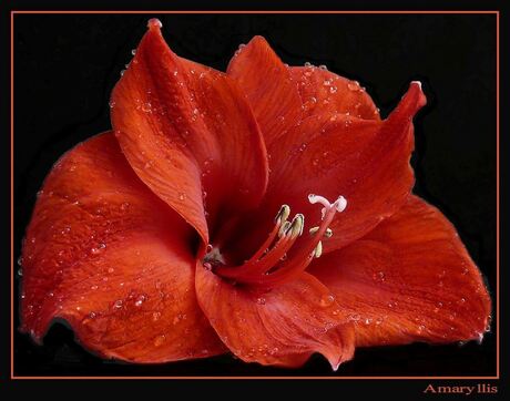 Rode amaryllis