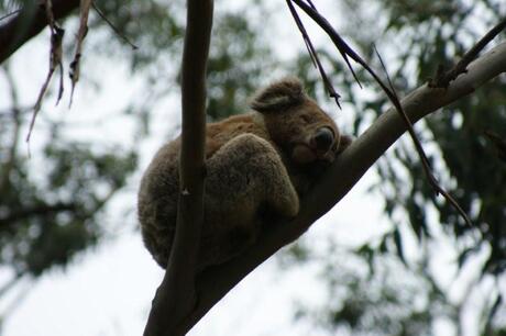 Koalabeertje in Australie