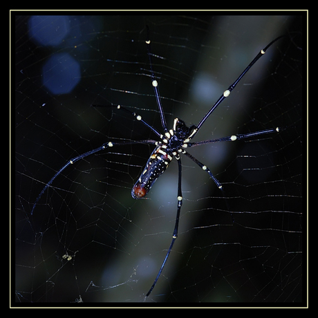 Nephila Maculata