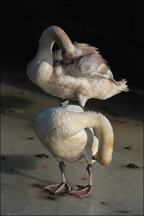 Zwanen acrobatiek