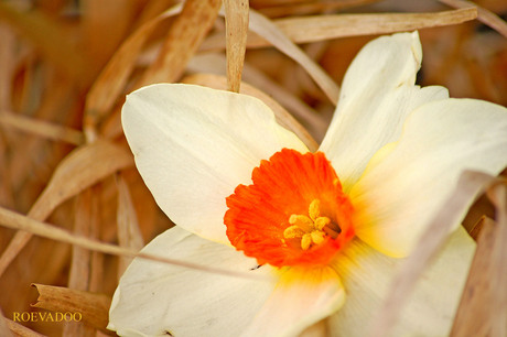 Een bloem tussen stro