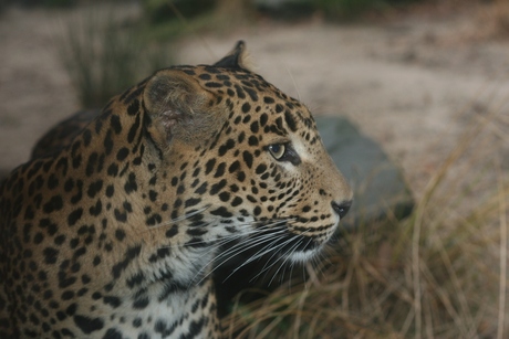 panter zoo emmen