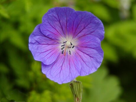 Geranium