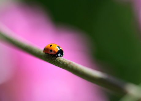 Ladybug