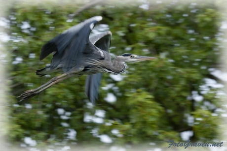 Vliegende blauwe reiger