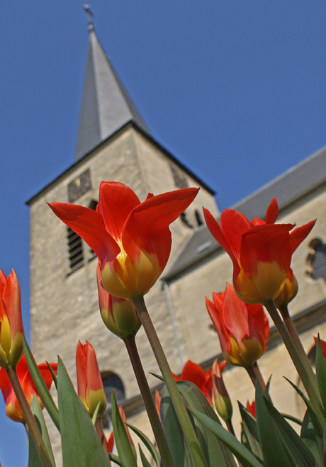 tulpen voor de kerk in Berg (nabij Maastricht)