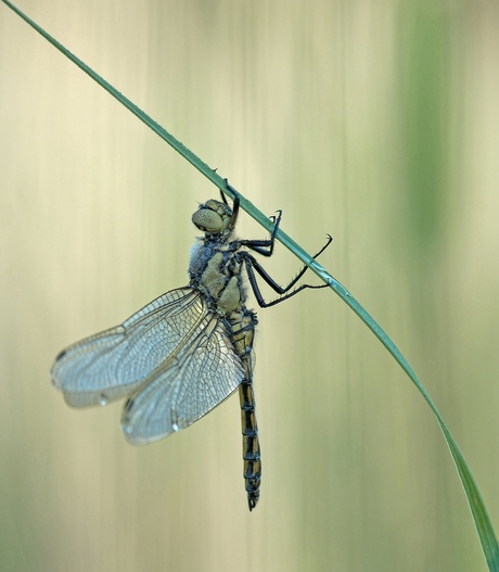 hanging to dry