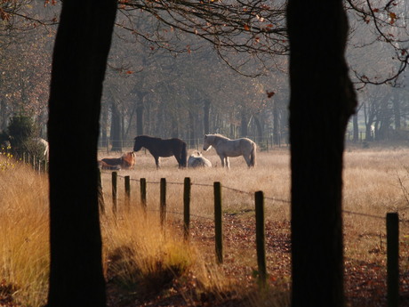 't Goor pony's