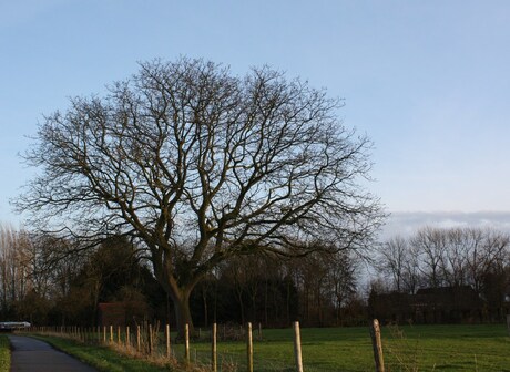 Boom in Vleuten.