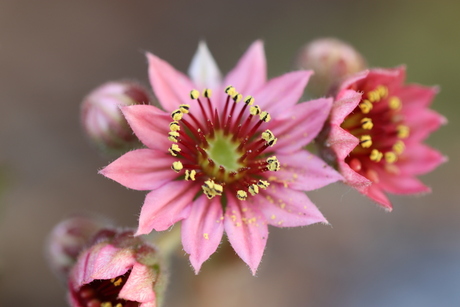 Spinnenwebhuislook (sempervivum)