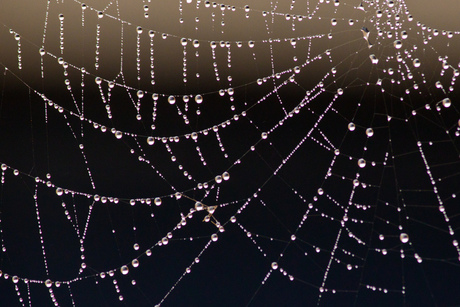 Spinneweb of kunst?
