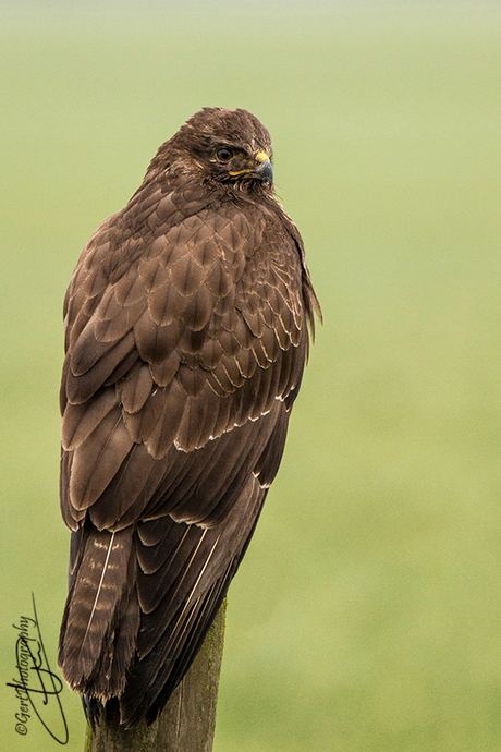 Buizerd, paaltje, foto!