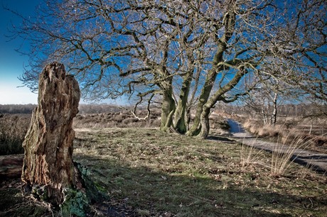 Maasduinen