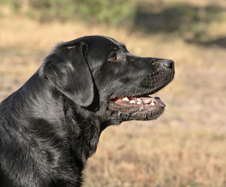 Scooby in het bos