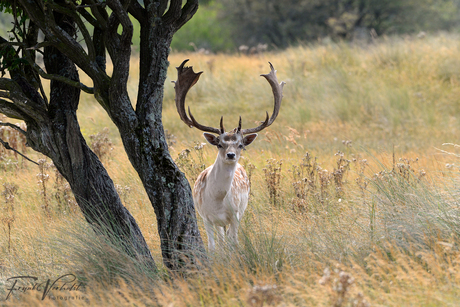 waterleidingduinen