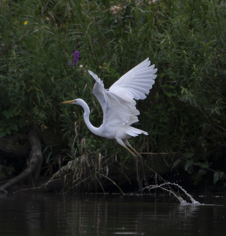 Grote Zilverreiger