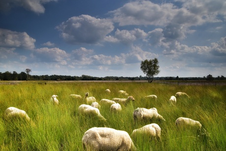 Grazende schapen in de Malpie 