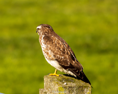 Buizerd 