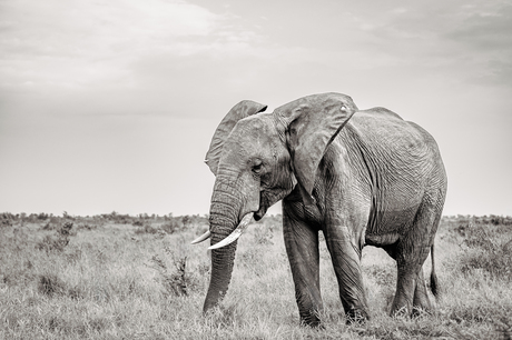 De olifant : machtige reus van het dierenrijk