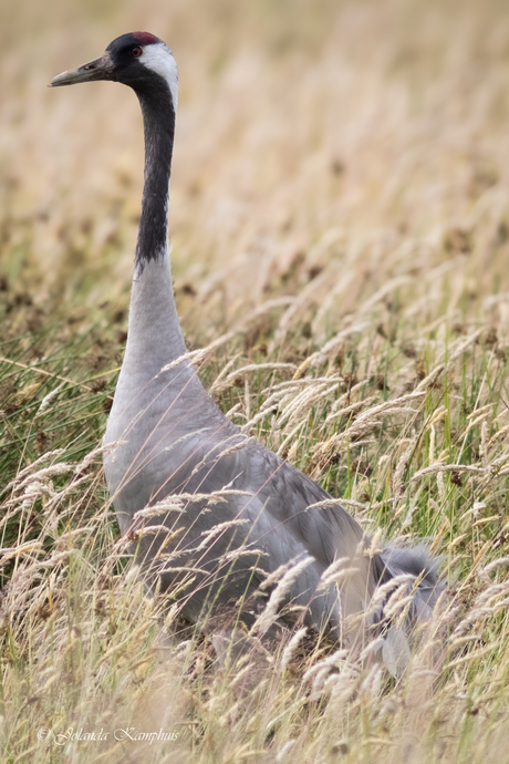Crane in Grass 3