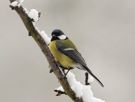 koolmees in de sneeuw
