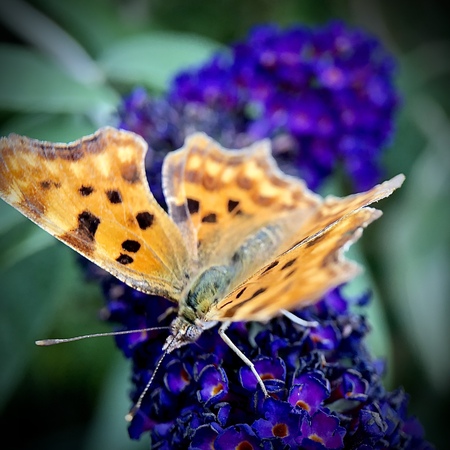 Gehakkelde Aurelia - Op een vlinderstruik in de tuin  - foto door geschip op 04-07-2022 - locatie: Veghel Centrum, 5461 JS Veghel, Nederland - deze foto bevat: nederland, veghel, bloem, polygonië, bestuiver, insect, vlinder, geleedpotige, plant, natuur, bloemblaadje, motten en vlinders