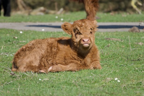 Schotse Hooglander kalfje
