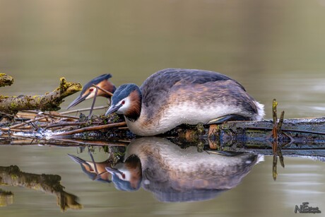 Fuut is er klaar voor..