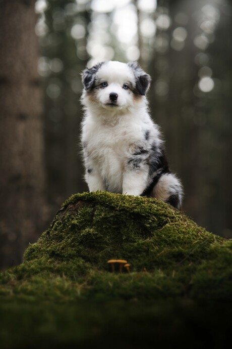 puppy in het bos