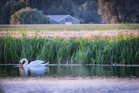 The white swan 