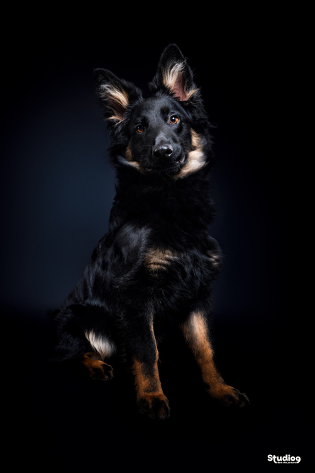 Onverwachtse bezoeker in de studio :)